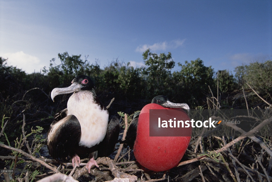 Gran Frigatebird (Fregata minor) recientemente formado par, mujer inspección hombre en exhibición de