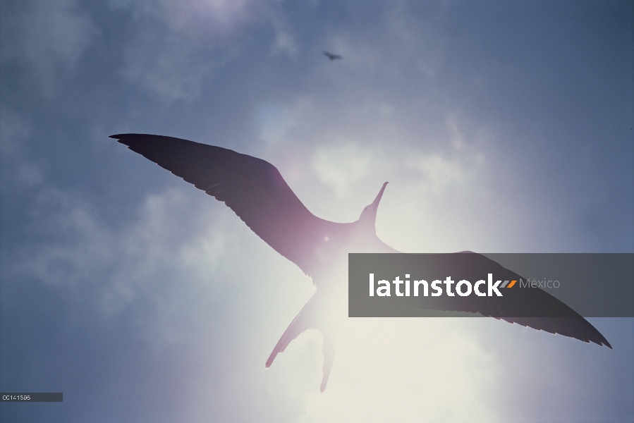 Gran Frigatebird (Fregata minor) juvenil sobrevolando el océano, Isla Torre Genovesa, Galapagos Isla