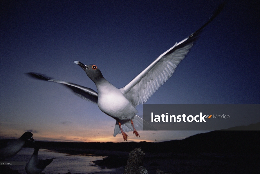 El Gaviota tijereta (Creagrus furcatus) es endémico, Gaviota sólo nocturna y pelágicos del mundo sal