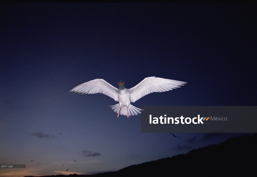 El Gaviota tijereta (Creagrus furcatus) es endémico, Gaviota sólo nocturna y pelágicos del mundo sal