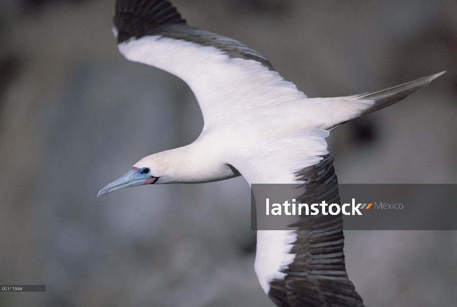 Morph de piquero (Sula sula) blanco rojo-footed del vuelo, isla de la torre, Islas Galápagos, Ecuado