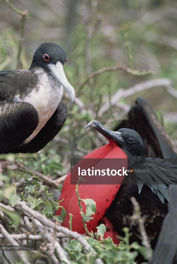 Gran Frigatebird (Fregata minor) recientemente formado par, mujer inspección hombre en exhibición de