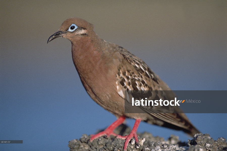 Retrato de Paloma de Galápagos (Zenaida galapagoensis), vista lateral, donde es endémica, isla de la