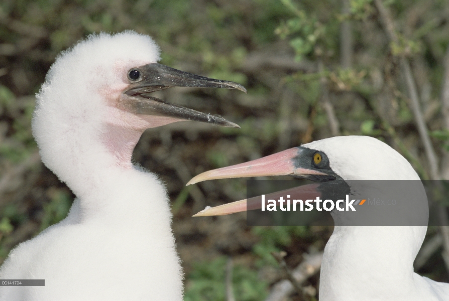 Nazca Booby (Sula granti) par guardar pollo grande, Isla Torre Genovesa, Galapagos Islands, Ecuador