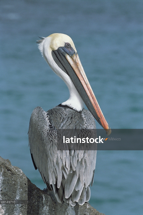 Adulto de Pelícano Pardo (Pelecanus occidentalis) en colores de cría resplandeciente, Bahía Darwin, 