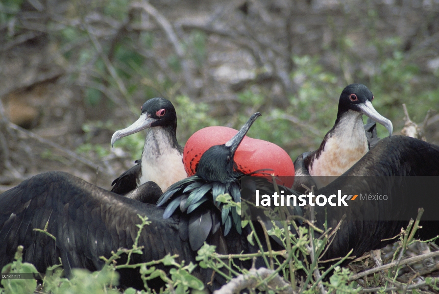 Grandes hembras Frigatebird (Fregata minor) pasando viendo hombres bajo inspección cercana, Isla Tor