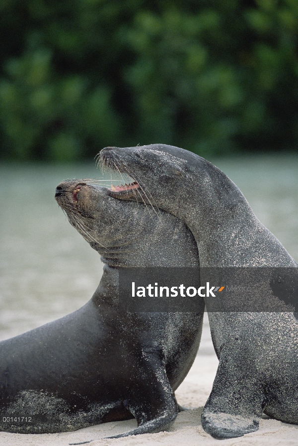 León marino de Galápagos (Zalophus wollebaeki) toros SubAdulto sparring, Bahía Darwin, isla de la to