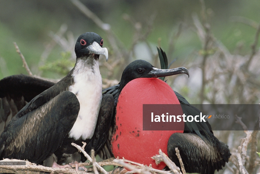 Gran Frigatebird (Fregata minor) recientemente formado par, mujer inspección hombre en exhibición de