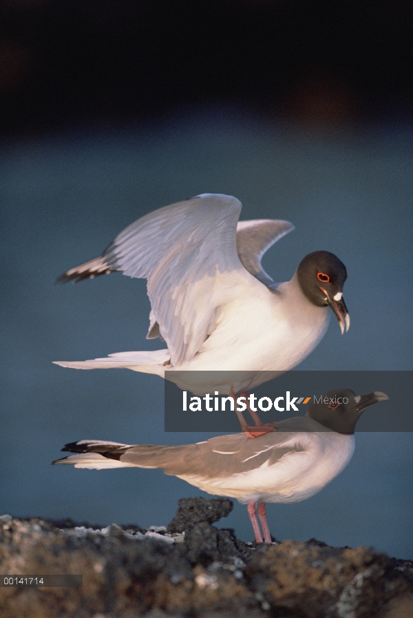 Y endémica Gull (Creagrus furcatus), par de acoplamiento al atardecer, Gaviota sólo nocturno del mun