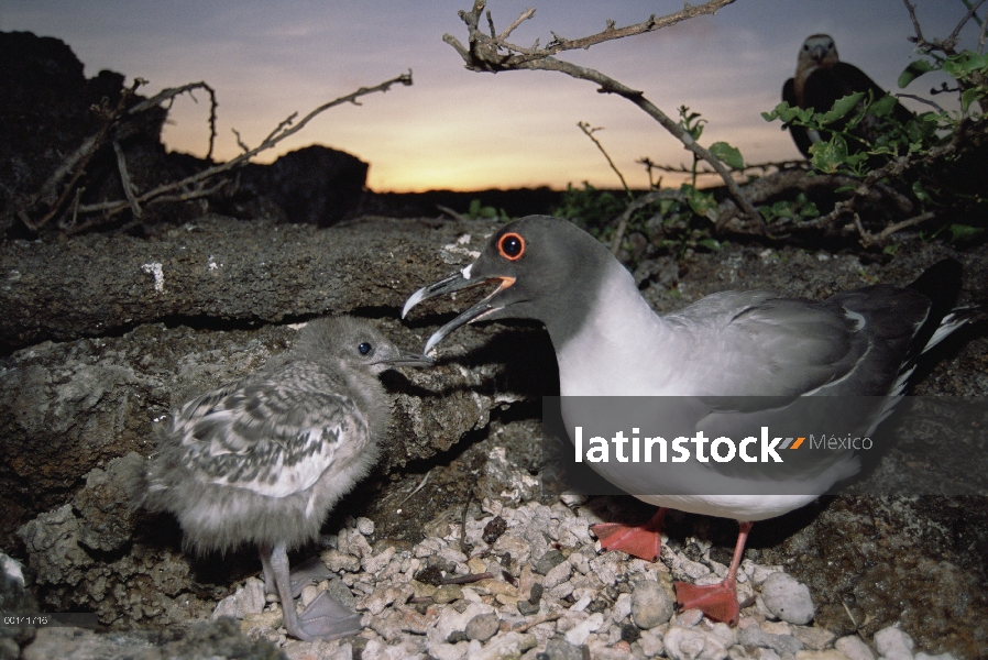 Y endémica Gull (Creagrus furcatus), protegiendo el polluelo en el nido de piedras, isla de la torre