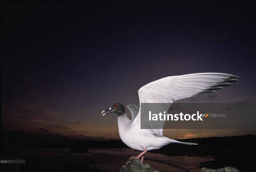 El Gaviota tijereta (Creagrus furcatus) es endémico, Gaviota sólo nocturna y pelágicos del mundo sal