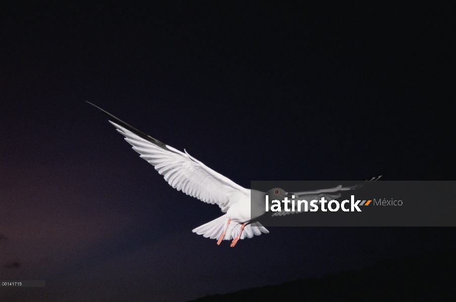 El Gaviota tijereta (Creagrus furcatus) es endémico, Gaviota sólo nocturna y pelágicos del mundo sal