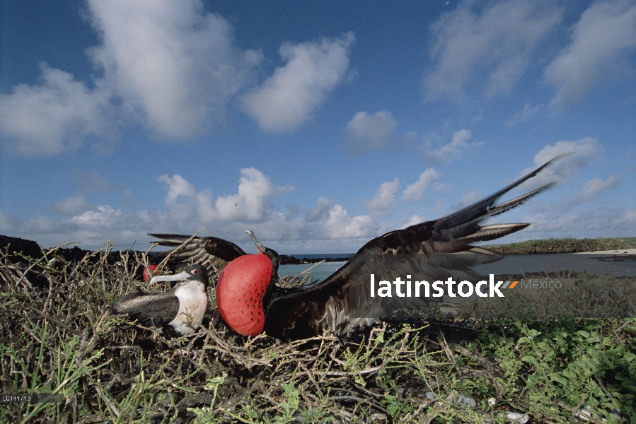 Gran Frigatebird (Fregata minor) recientemente formado par, mujer inspección hombre en exhibición de