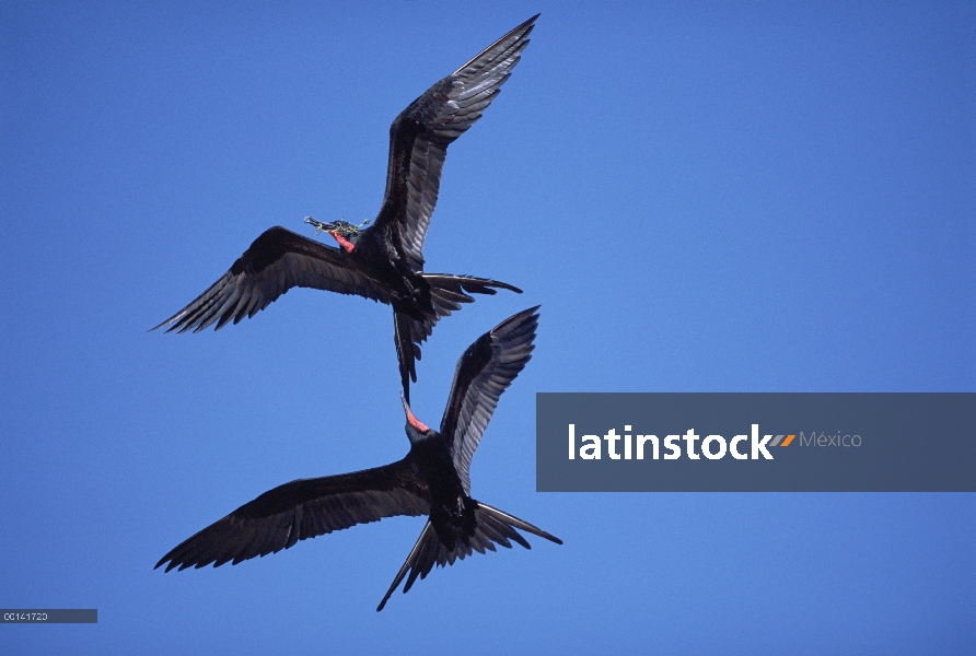 Gran Frigatebird (Fregata minor) en los machos aérea dogfight para robar de otros nidos material, is