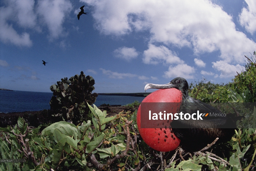 Gran hombre Frigatebird (Fregata minor) en la exhibición de cortejo con bolsa gular extendida, Bahía