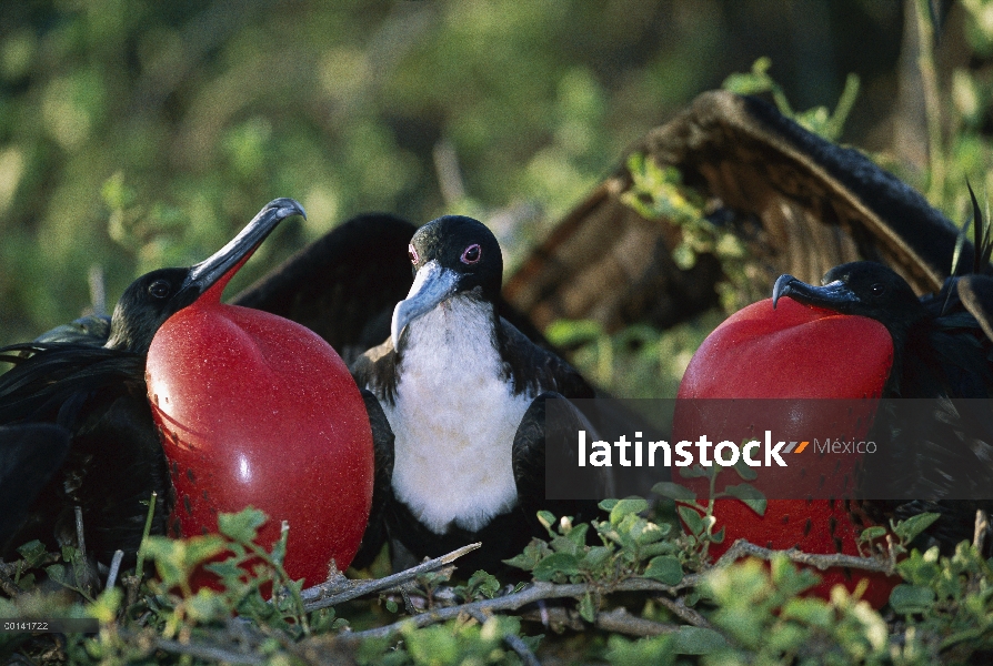 Gran Frigatebird (Fregata minor) cortejo los machos compiten por la atención de la hembra, isla de l