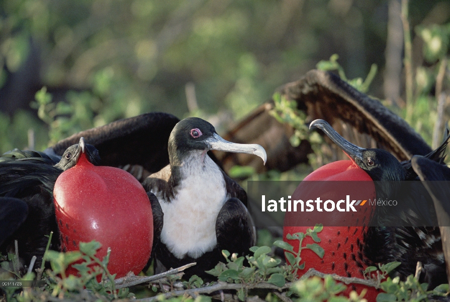 Gran Frigatebird (Fregata minor) cortejo los machos compiten por la atención de la hembra, isla de l