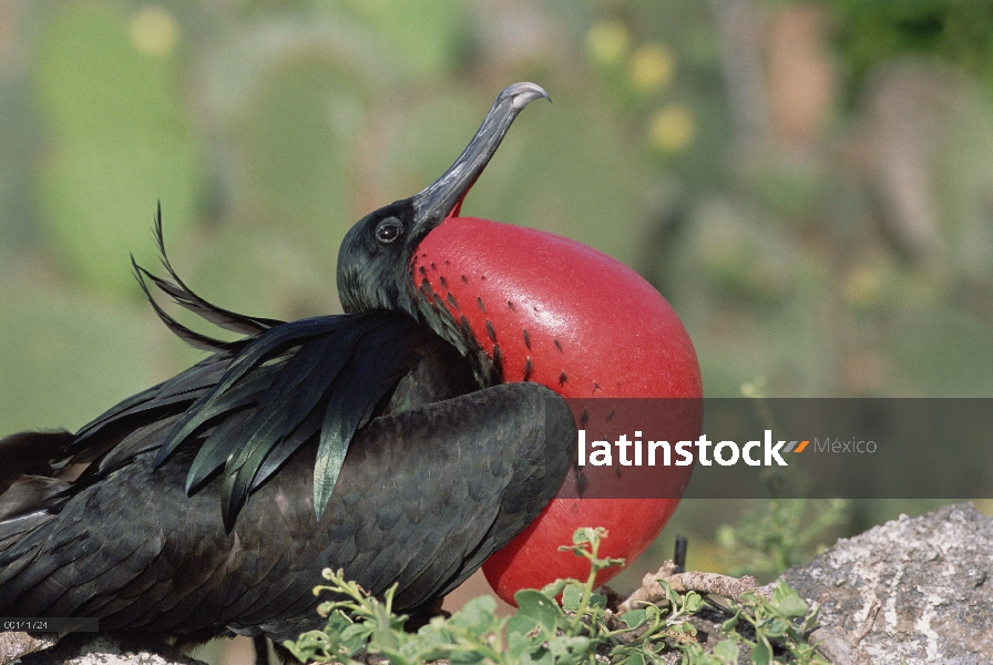 Gran hombre Frigatebird (Fregata minor) en la exhibición de cortejo con bolsa gular extendida, Bahía