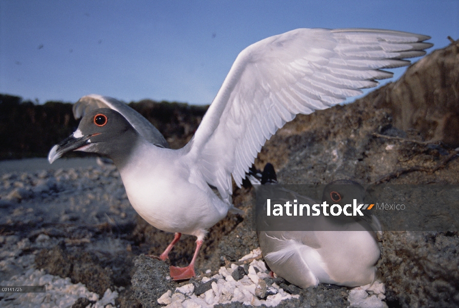 Y endémica Gull (Creagrus furcatus), Gaviota sólo nocturna y pelágicos del mundo sale para alimentar