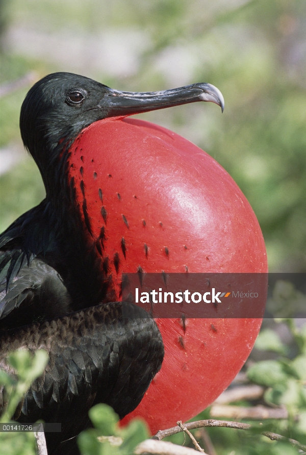 Gran hombre Frigatebird (Fregata minor) en la exhibición de cortejo con bolsa gular extendida, Bahía