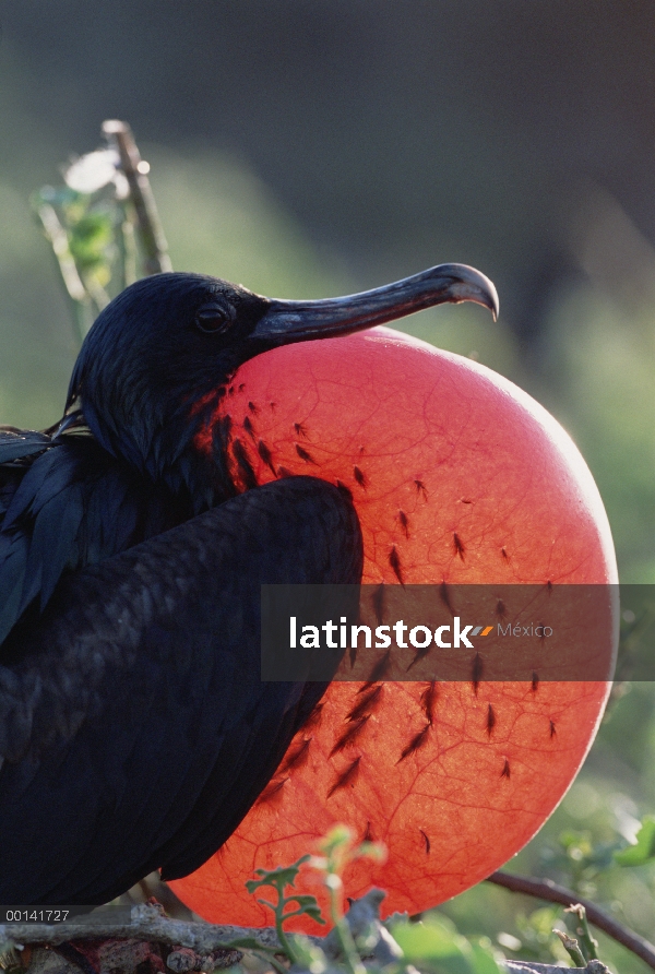 Gran hombre Frigatebird (Fregata minor) en la exhibición de cortejo con bolsa gular extendida, Bahía