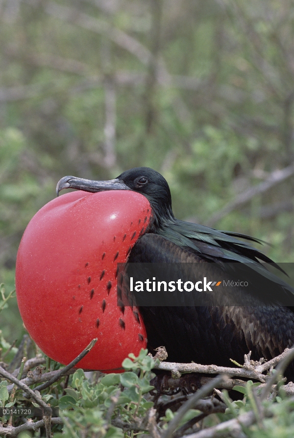 Gran hombre Frigatebird (Fregata minor) en la exhibición de cortejo con bolsa gular extendida, Bahía