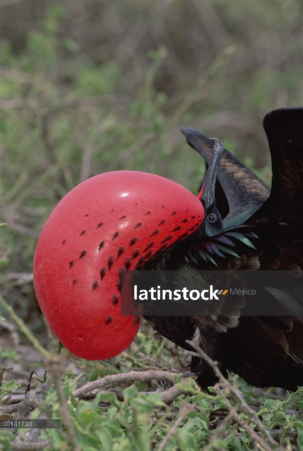 Gran hombre Frigatebird (Fregata minor) en la exhibición de cortejo con bolsa gular extendida, Bahía