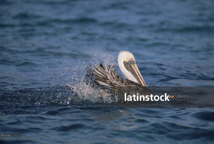 Cría de Pelícano Pardo (Pelecanus occidentalis) adulto bañarse, Bahía Darwin, isla de la torre Genov