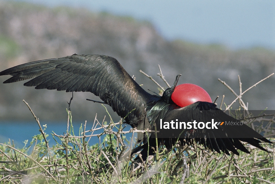 Gran hombre Frigatebird (Fregata minor) en la exhibición de cortejo con bolsa gular extendida, Bahía