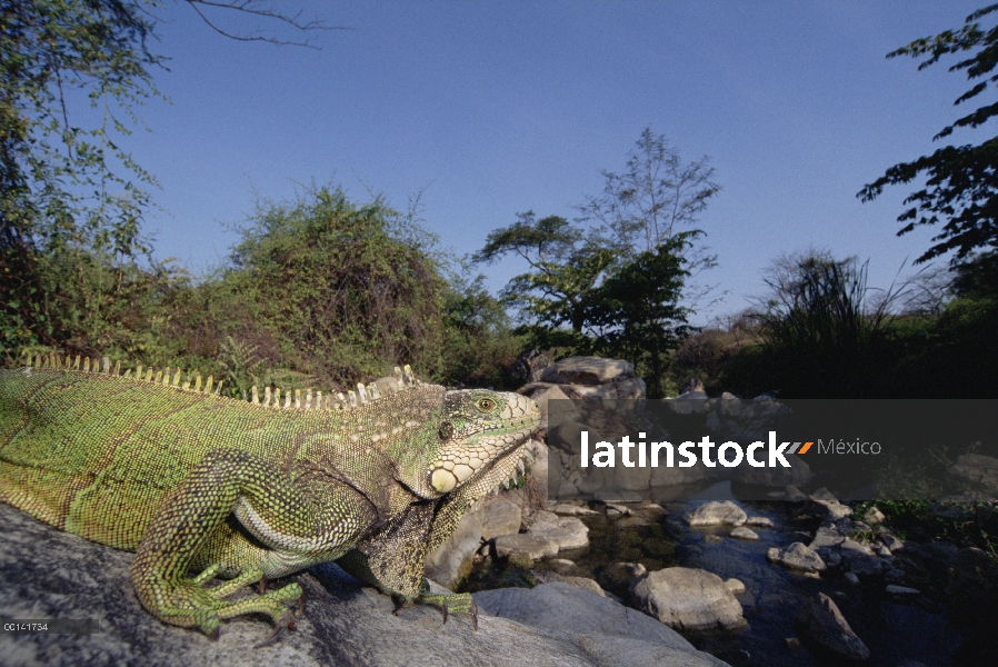 Iguana verde (Iguana iguana), controlado en corriente lateral hábitat en el bosque árido del norte, 