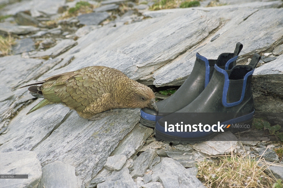 Kea (notabilis de Nestor) endémica, investigando de tramper botas, Fox glaciar, Parque Nacional de W