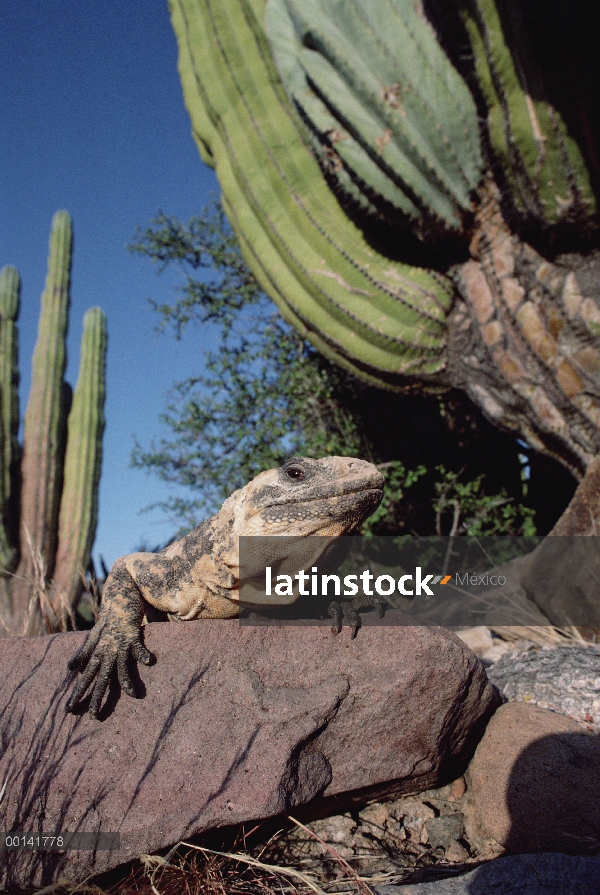 Chuckwalla (Sauromalus ater) común tomando en la mañana del invierno entre tarjeta? n cactus, Isla S