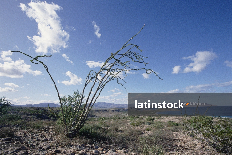 Ocotillo (Fouquieria splendens) en hoja de invierno las lluvias, Puerto Remedios, mar de Cortés, Baj