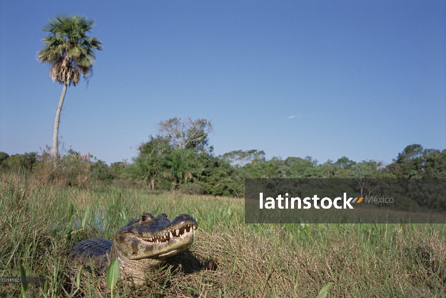 Caiman yacaré (Caiman yacare) asoleándose en hábitat de pantanos, refugio ecológico Caiman, Pantanal