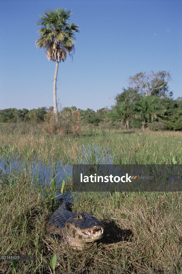 Caiman yacaré (Caiman yacare) asoleándose en hábitat de pantanos, refugio ecológico Caiman, Pantanal