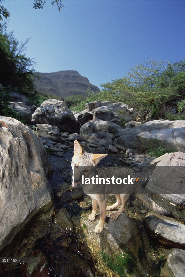 Secuencia del cruce de Sechuran Fox (Lycalopex sechurae) en hábitat de bosque seco del norte, Cerro 