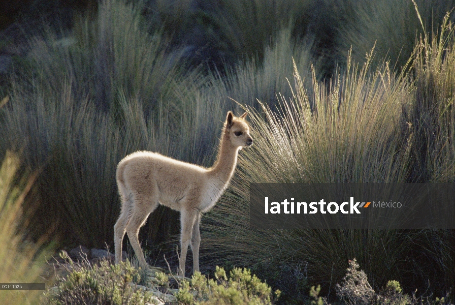 Vicuña (Vicugna vicugna) tres semana bebé deambular independientemente de su madre, Reserva Nacional