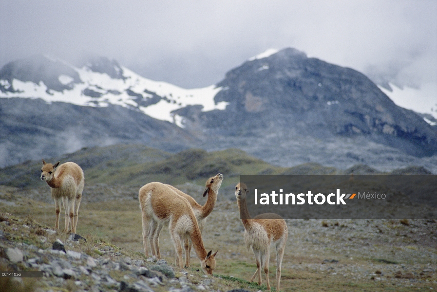 Hombre de la vicuña (Vicugna vicugna) inspeccionar la pila de estiércol, Llulita, Apurímac, Andes de