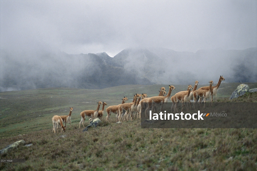 Vicuña (Vicugna vicugna) soltero masculino la tropa en alta montaña a 4.300 metros de altitud, Apurí