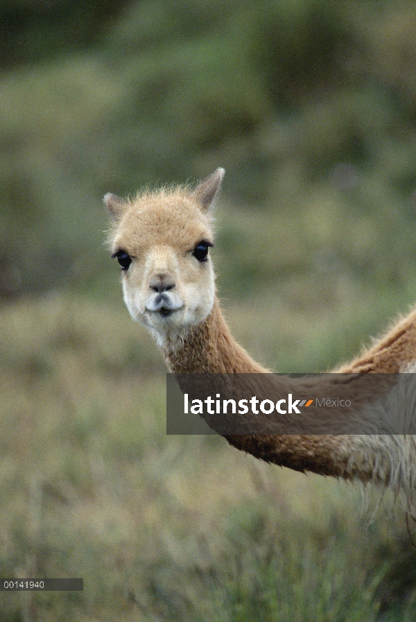 Vicuña (Vicugna vicugna) camélido Sudamericano de los Andes altos, muy apreciado por su lana fina, d