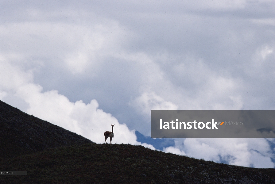 Vicuña (Vicugna vicugna) a 4.300 metros de altitud, un hombre alerta encuestas sobre su territorio, 