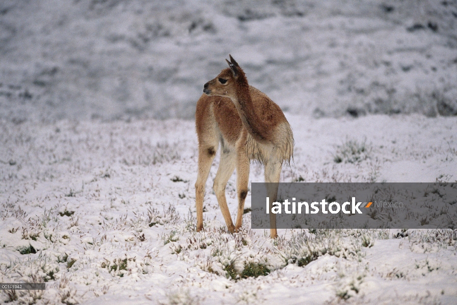 Vicuña (Vicugna vicugna) en nieve fresca a 4.300 metros de altitud, Apurímac, Andes del Perú, Perú