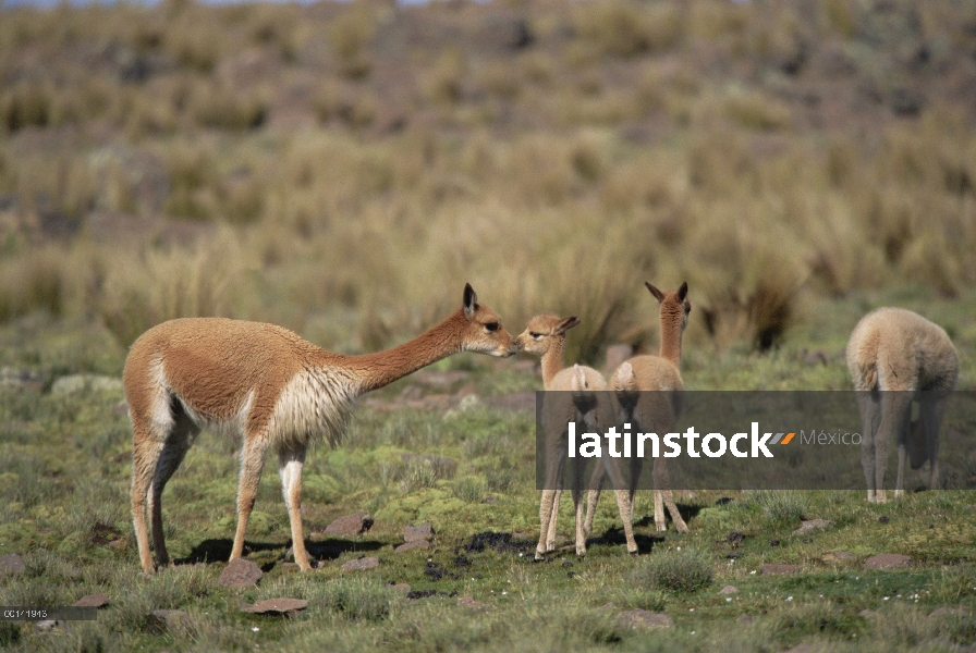 Vicuña (Vicugna vicugna) tres semana bebé utiliza pila de estiércol comunal, Reserva Nacional de Pam