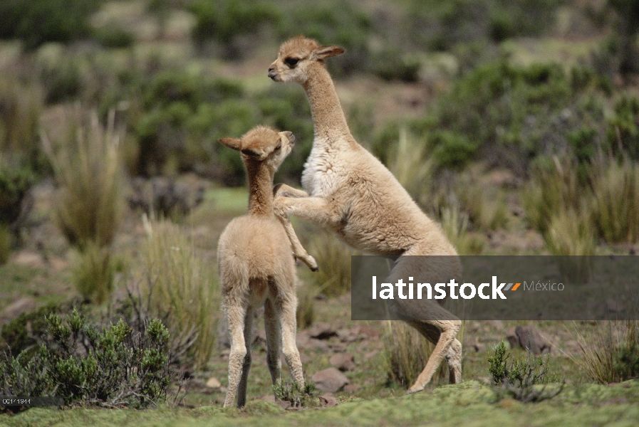 Jóvenes de Vicuña (Vicugna vicugna) lucha contra el juego como los machos adultos, Reserva Nacional 