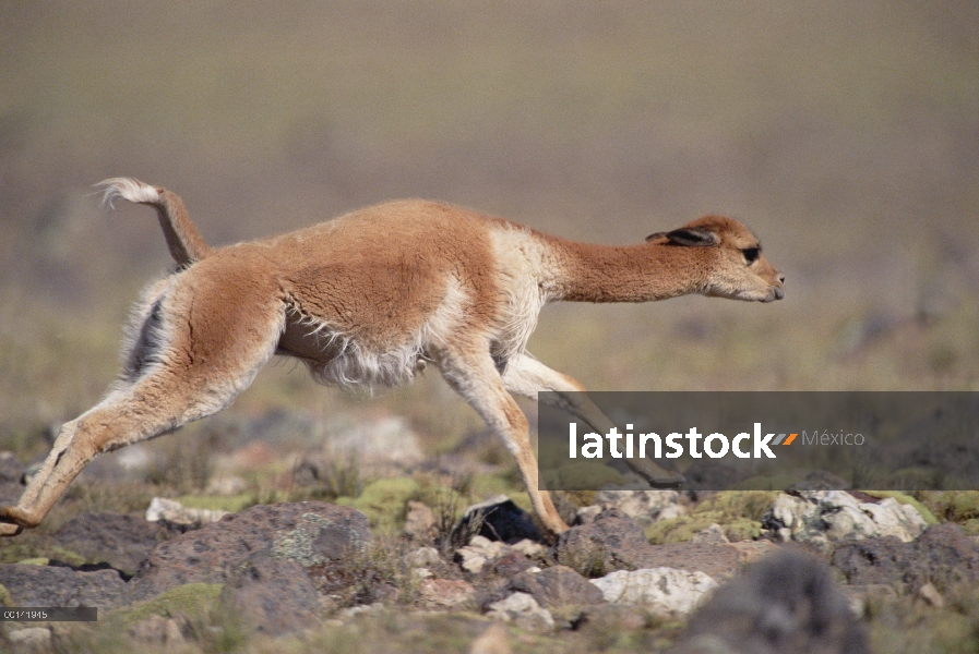 Hombre de la vicuña (Vicugna vicugna) persiguiendo a rival, Reserva Nacional de Pampa Galeras, Andes