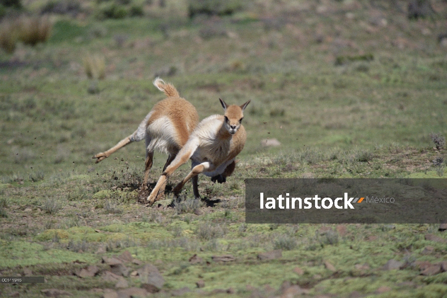 Machos de la vicuña (Vicugna vicugna) lucha por el dominio, Reserva Nacional de Pampa Galeras, Andes