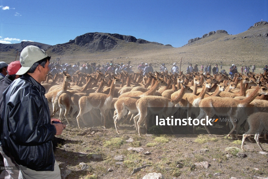 Redada de la vicuña (Vicugna vicugna), teniendo la fibra más fina, manadas salvajes están acorralado