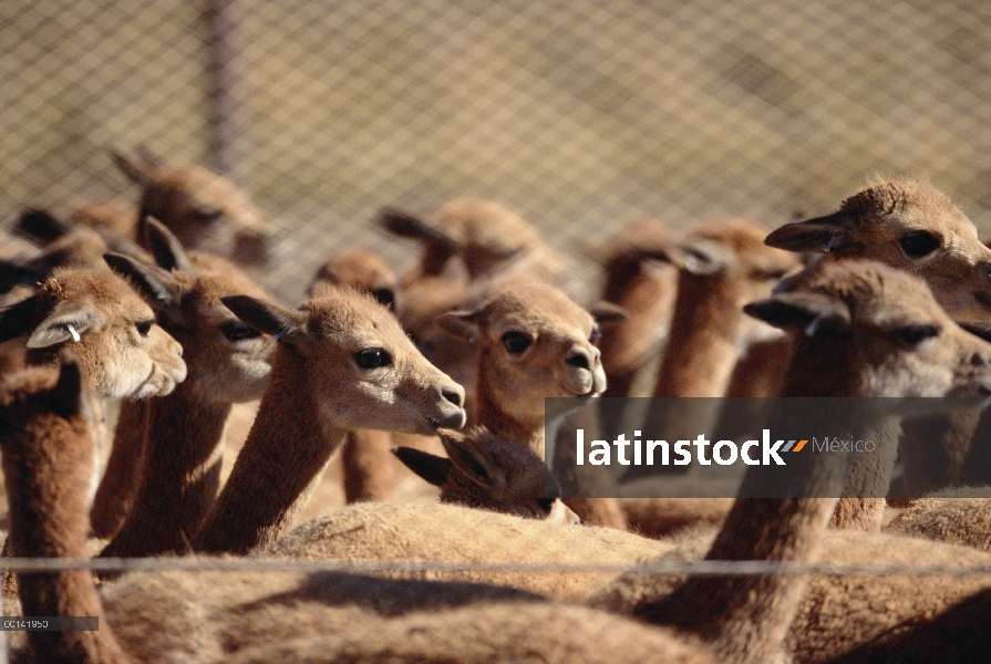 Redada de la vicuña (Vicugna vicugna), explotado durante mucho tiempo por su lana extremadamente fin