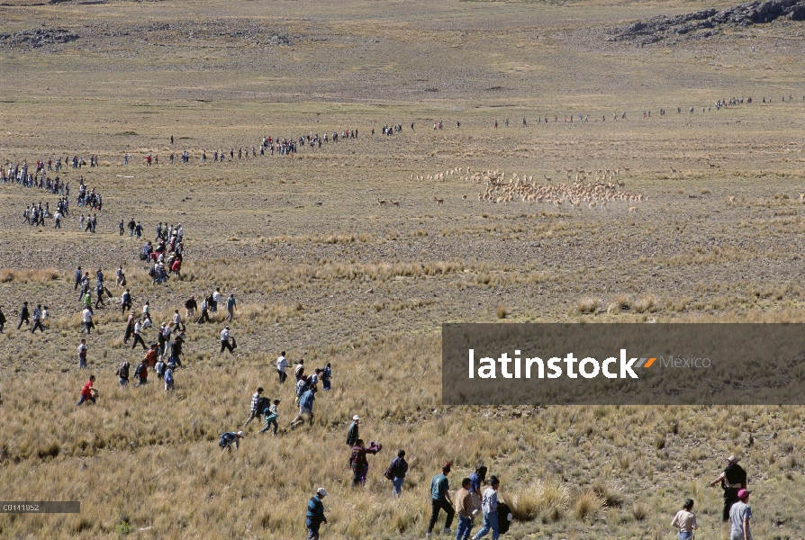 Redada de la vicuña (Vicugna vicugna), teniendo la fibra más fina, manadas salvajes están acorralado