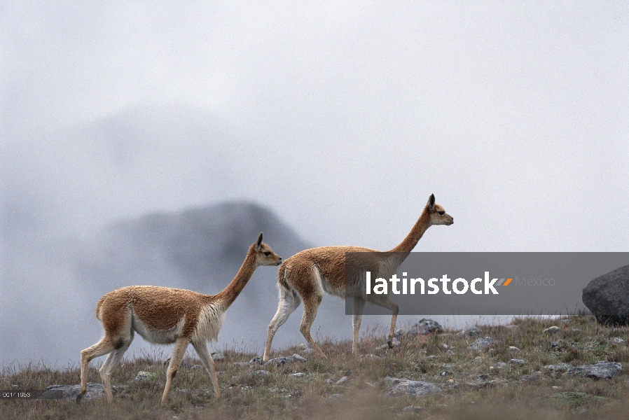 Vicuña (Vicugna vicugna) en el hábitat de gran altura a 4.300 metros, Apurimac, Pampa Galeras reserv